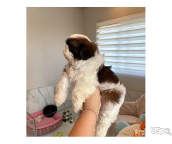 Shih Tzu puppies for sale