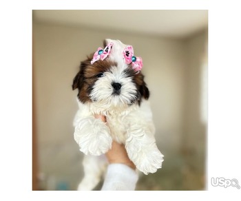 Shih Tzu puppies for sale