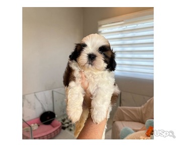 Shih Tzu puppies for sale