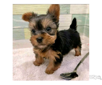 Yorkie puppy for adoption