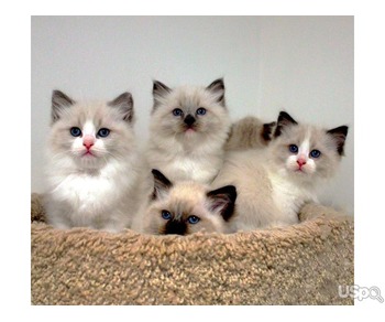 Purebred Ragdoll kittens for sale