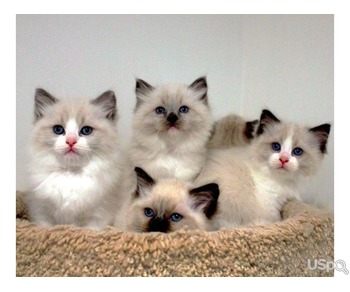 Purebred Ragdoll kittens