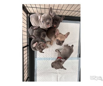 French Bulldog puppies