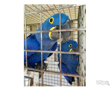 Hyacinth macaw parrots