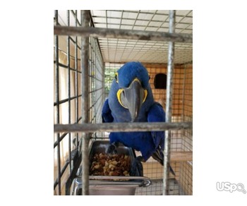 Hyacinth macaw parrots