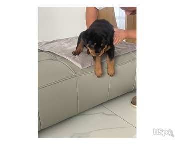 Male and Female Rottweiler Puppies Available.