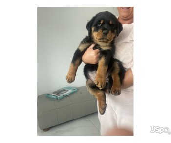 Male and Female Rottweiler Puppies Available.