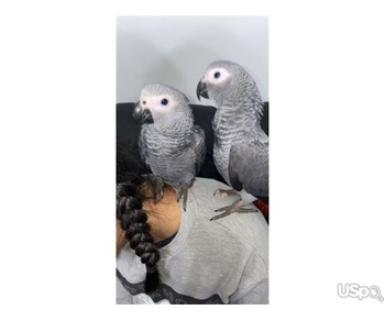 African Grey Parrots