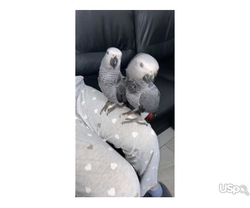 African Grey Parrots