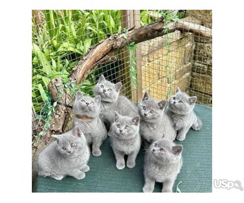 healthily Raised British Shorthair Kittens