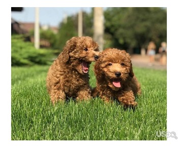 Pure poodle Puppies For Sale