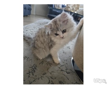 Norwegian Forest kittens