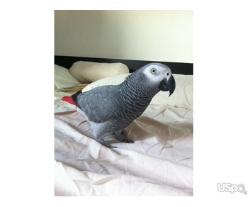 Congo African Grey parrots for sale