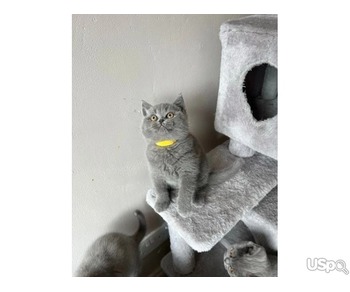 PURE BRITISH SHORTHAIR KITTENS