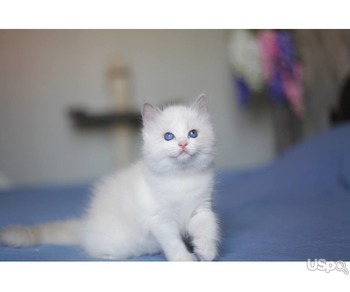 Beautiful Ragdoll kittens