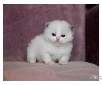 Beautiful Ragdoll kittens