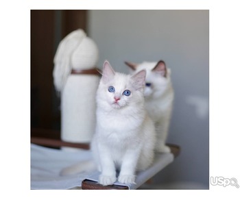 Beautiful Ragdoll kittens