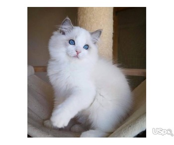 Beautiful Ragdoll kittens