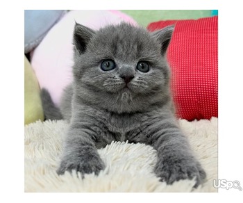 Blue British shorthair