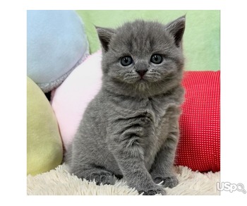 Blue British shorthair