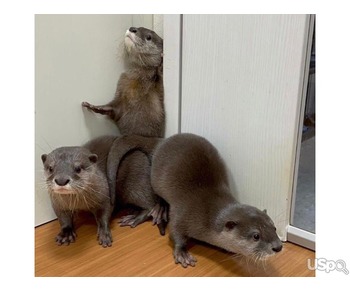 male and female Asian Small Clawed Otters for sale