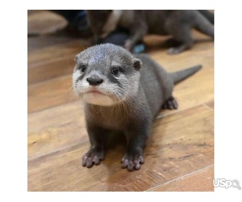 male and female Asian Small Clawed Otters for sale