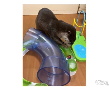 male and female Asian Small Clawed Otters for sale