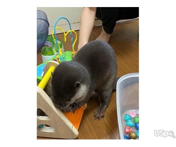 male and female Asian Small Clawed Otters for sale