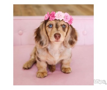 FEMALE DACHSHUND PUPPY