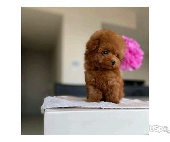 Poodle puppy for adoption