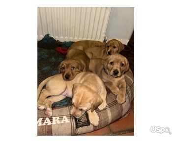 4 Labrador puppies for adoption