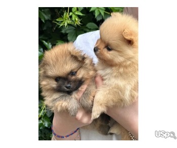 Pomeranian puppy for adoption