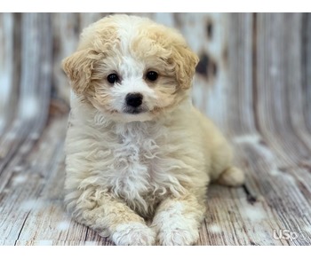 Adorable Maltipoo puppies ready now ???? ????