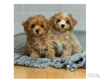 2 Maltipoo available