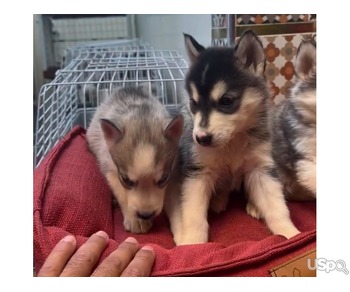 Blue Eyes Husky Puppies For Sale