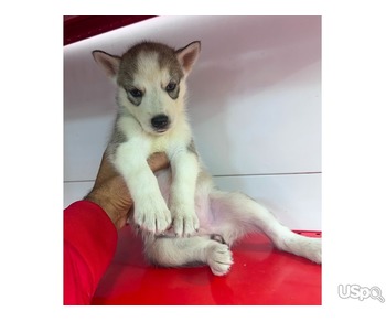 Blue Eyes Husky Puppies For Sale