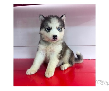 Blue Eyes Husky Puppies For Sale