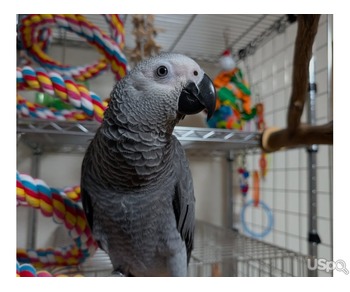 Talking African Gray Parrots For Sale