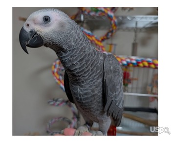 Talking African Gray Parrots For Sale