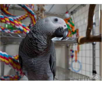 Talking African Gray Parrots For Sale