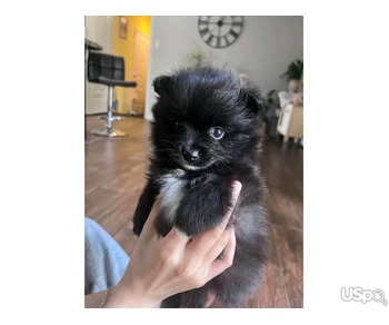 Excellent black pomeranian puppy for adoption