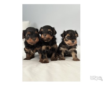 Adorable Yorkiepoo Puppies Looking for Their Forever Homes!