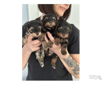 Adorable Yorkiepoo Puppies Looking for Their Forever Homes!