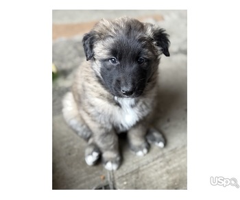 Belgian puppes for sale