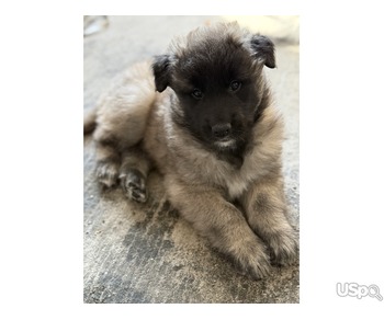 Belgian puppes for sale