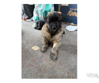 Belgian puppes for sale