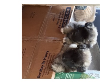 Belgian puppes for sale