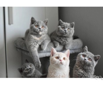 Pure champion british shorthairs