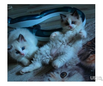 2 Purebred Ragdolls Available