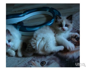 2 Purebred Ragdolls Available